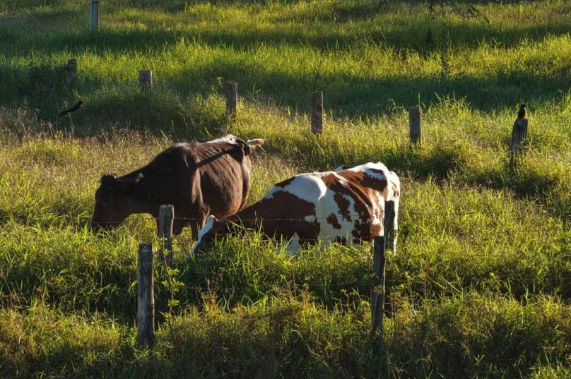 Fazenda no DF investe na produção de leite A2A2 orgânico