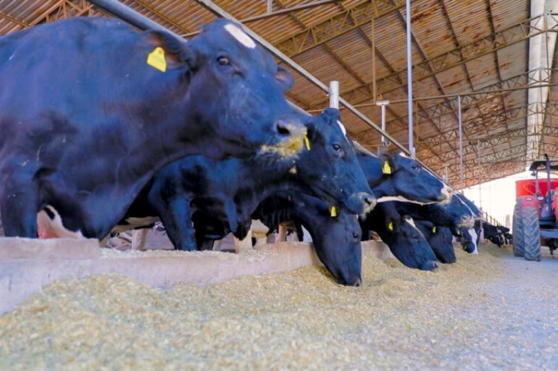 Cientistas testam bens sustentáveis para contole parasitário