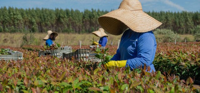 Eucatex integra lista de líderes globais em sustentabilidade