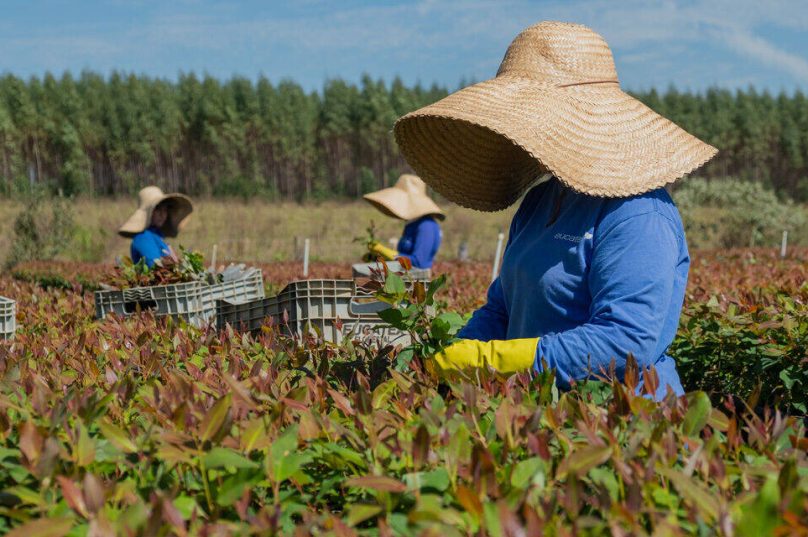 Eucatex integra lista de líderes globais em sustentabilidade