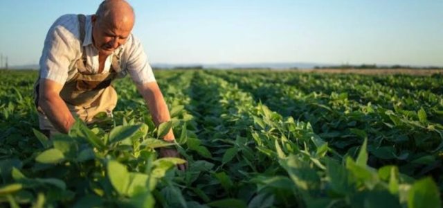 Gastronomia com produtos locais ajuda economia regional