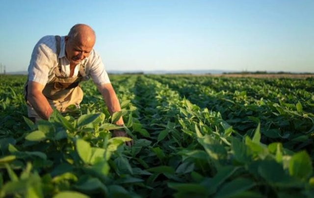 Gastronomia com produtos locais ajuda economia regional