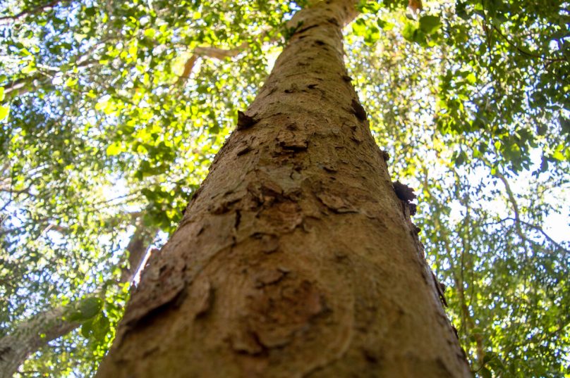 A "Grande Mãe" das arvores e Pau Brasil de Búzios/ Crédito fotos Matheus Coutinho