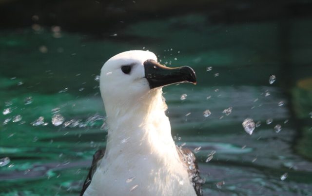 Albatroz chuvinha - CREDITO PMP - INSTITUTO ALBATROZ