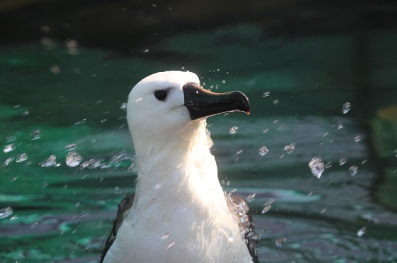 Albatroz chuvinha - CREDITO PMP - INSTITUTO ALBATROZ