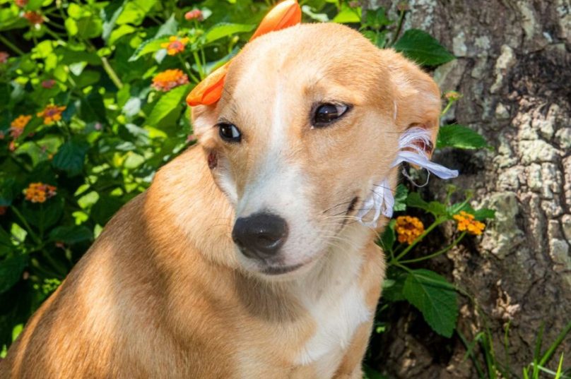 Animais saudáveis são disponibilizados na Feira de Adoção / foto Allexandre Costa
