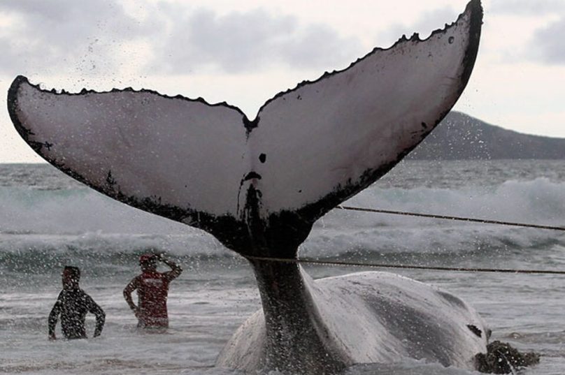 O caso de maior repercussão, porque a baleia foi salva, aconteceu na Praia Rasa em 2017 - reprodução