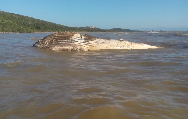 Baleia-em-Búzios-2