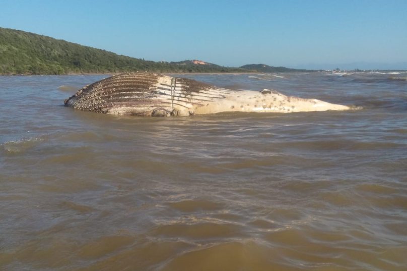 Baleia-em-Búzios-2