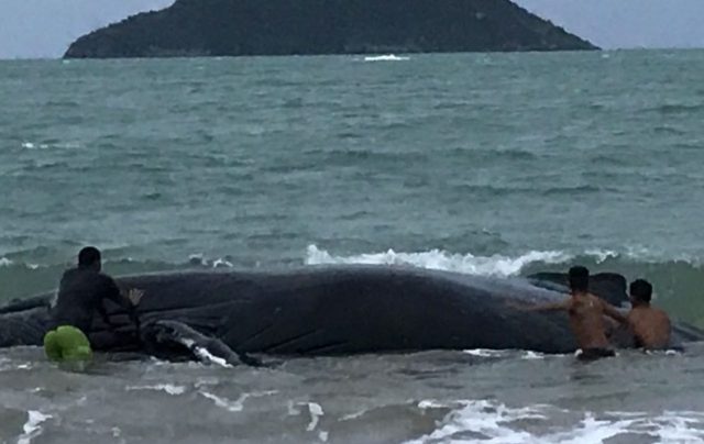 Baleia encalhada em Búzios