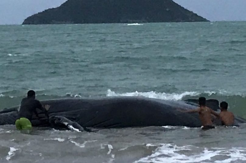 Baleia encalhada em Búzios