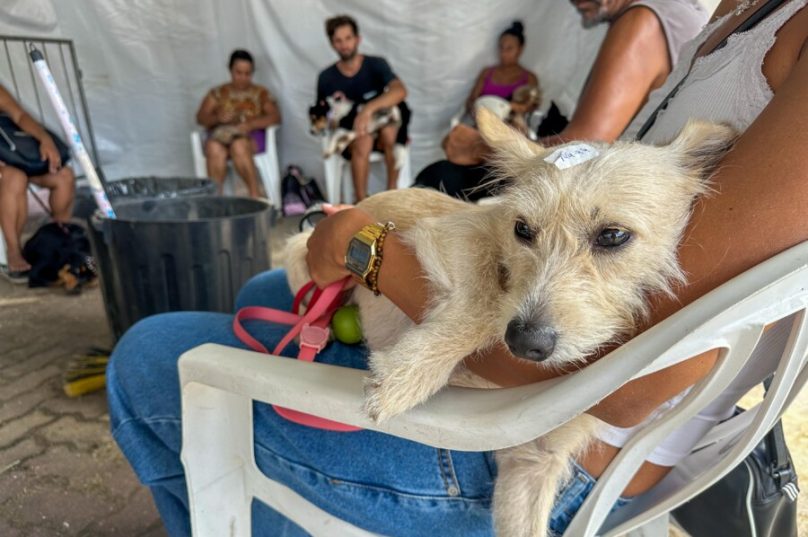 Castrações gratuitas para cães e gatos em Cabo Frio continuam na Praça de São Cristóvão a partir de 8 de abril / foto Mari Ricci PMCF