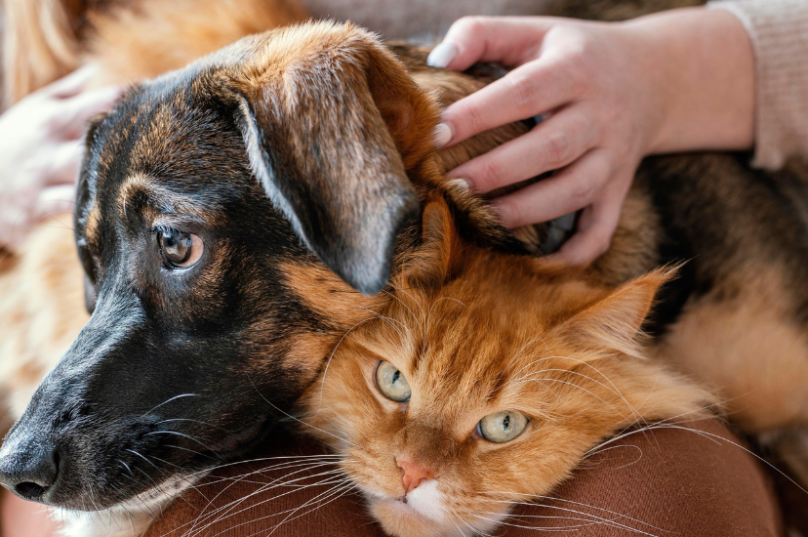 Campanha visa promover ações educativas que auxiliem na reflexão sobre o abandono de animais e na promoção da adoção e posse responsável de cães e gatos Foto Divulgacao