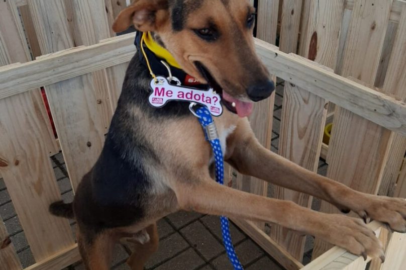 Cão para adoção 1