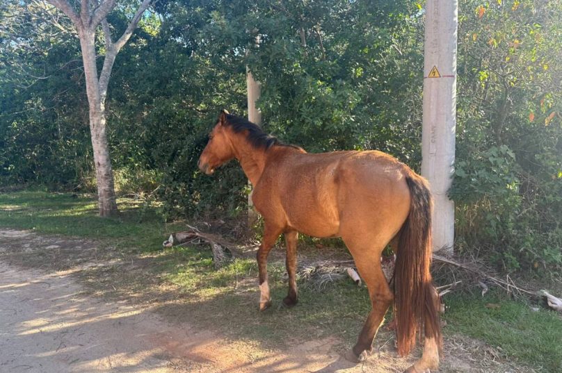 Cavalo permanece há duas semanas na Praia das Caravelas; ao andar, demonstra sinais de dor, possivelmente por ferradura solta ou ferimento na pata
