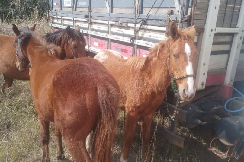 Cavalos Caravelas