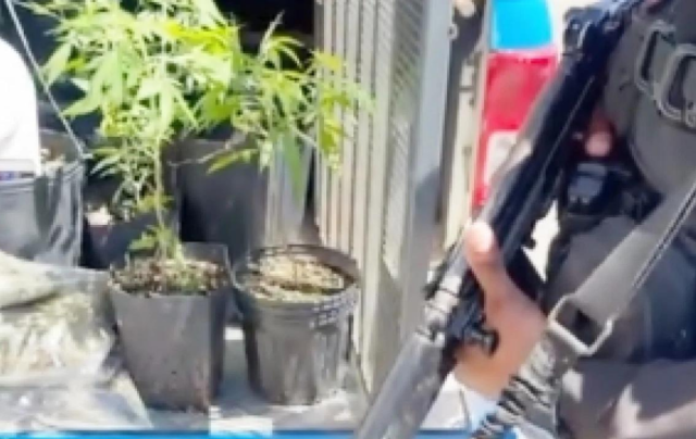 Polícia Militar apreende pés de maconha Foto: Reprodução