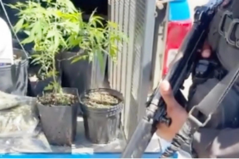 Polícia Militar apreende pés de maconha 
Foto: Reprodução