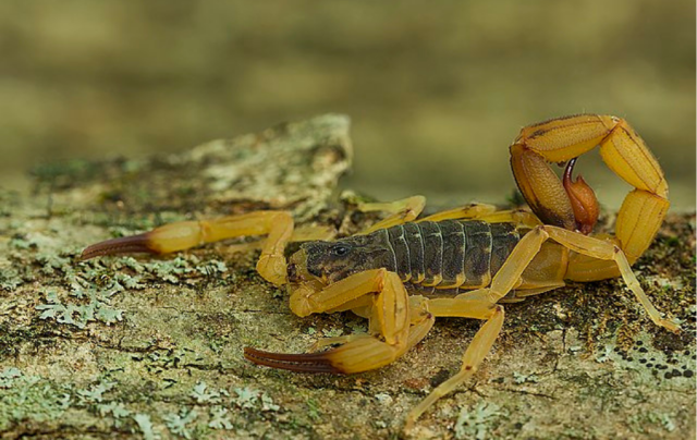 O Tityus serrulatus, conhecido popularmente como escorpião-amarelo, é a principal espécie que causa acidentes graves, com registro de óbitos, principalmente em crianças. Foto: Reprodução