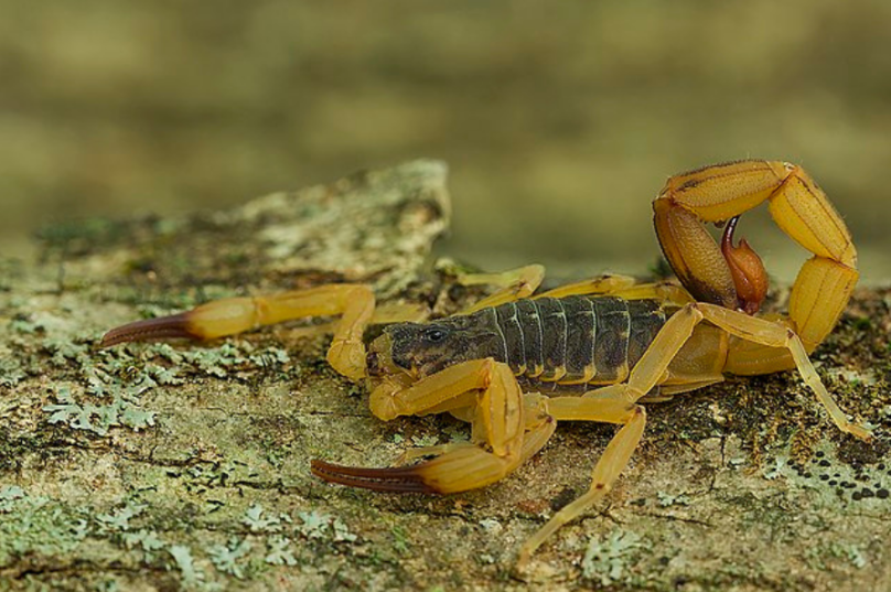 O Tityus serrulatus, conhecido popularmente como escorpião-amarelo, é a principal espécie que causa acidentes graves, com registro de óbitos, principalmente em crianças. Foto: Reprodução