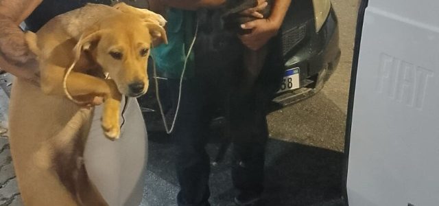 Equipe do PSA está cuidando dos animais / foto divulgação Prefeitura de Rio das Ostras