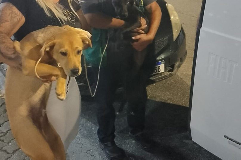 Equipe do PSA está cuidando dos animais / foto divulgação Prefeitura de Rio das Ostras