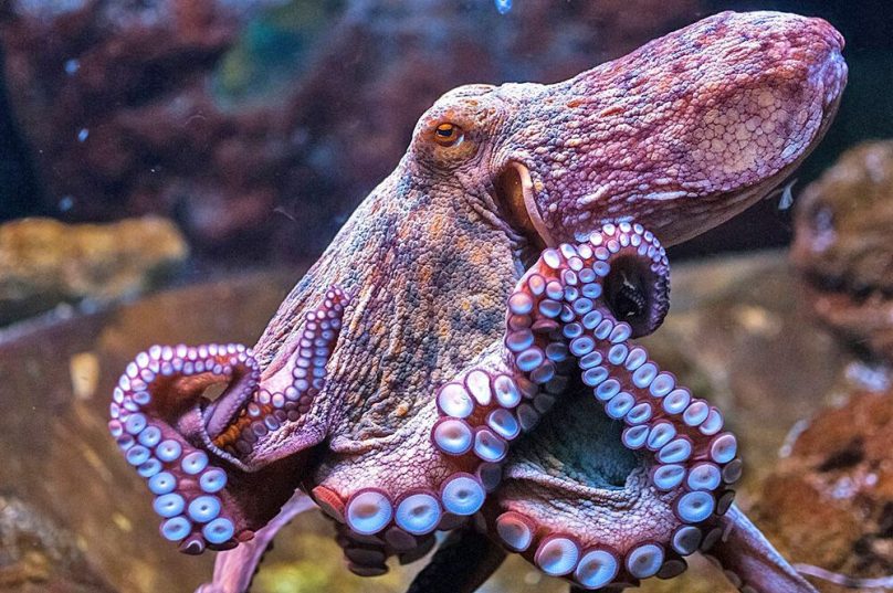 cientistas alertam que a criação em escala industrial não é tão sustentável quanto afirmam os defensores do projeto - Foto AVaaz