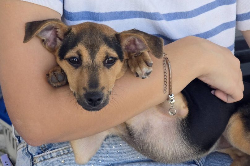 Feira de adoção em Macaé terá cães, gatos e cadastro para adoção de cavalos no Plaza Macaé dia 16 / Crédito da Imagem: Ana Chaffin