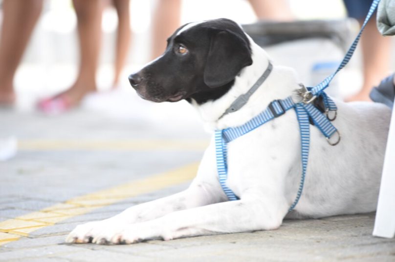 Feira-de-adocao-de-animais-6