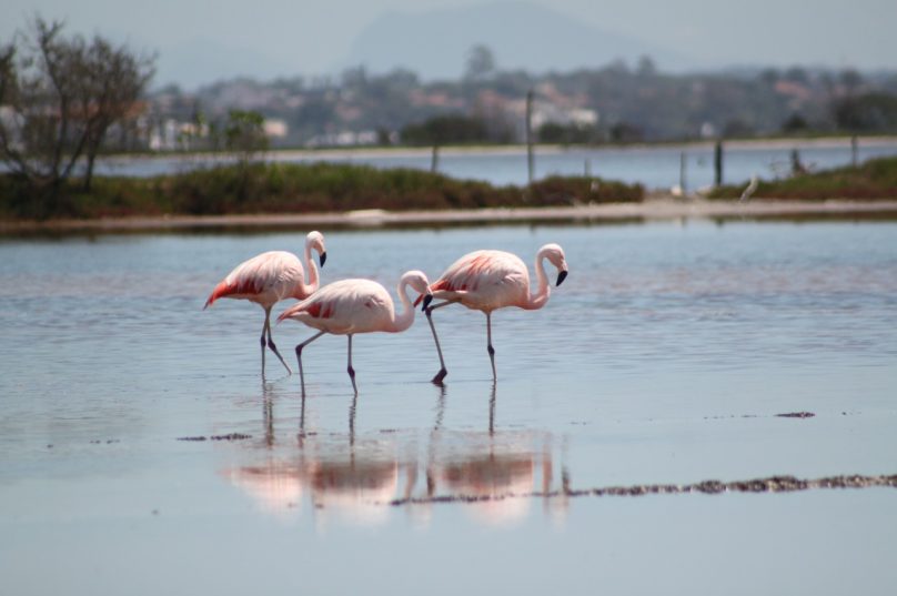 Flamingos-chilenos na Lagoa de Araruama. Imagem: Geraldo Lima