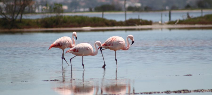 Flamingos-chilenos na Lagoa de Araruama. Imagem: Geraldo Lima