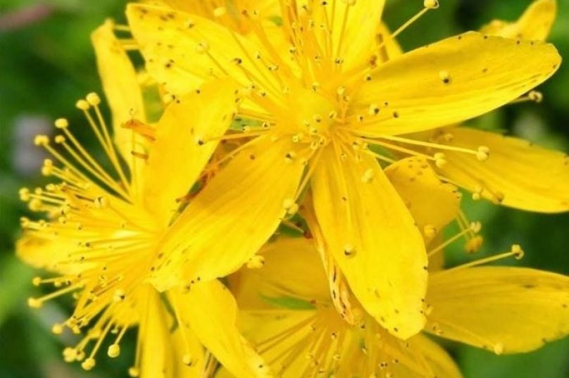 Florais de Bach
