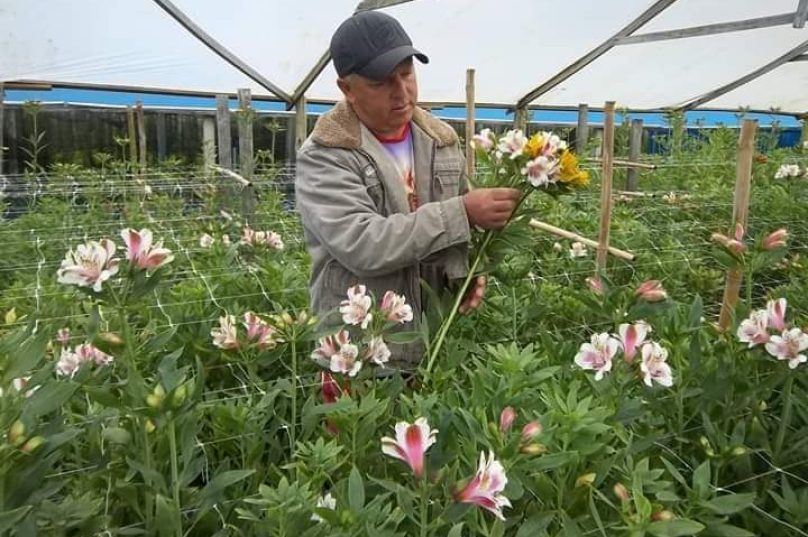 José Ernani é um dos floricultores que estiveram no CEASP. | Foto: Nazaré Dias