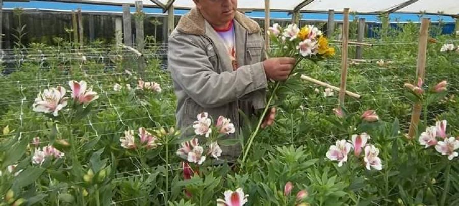 José Ernani é um dos floricultores que estiveram no CEASP. | Foto: Nazaré Dias