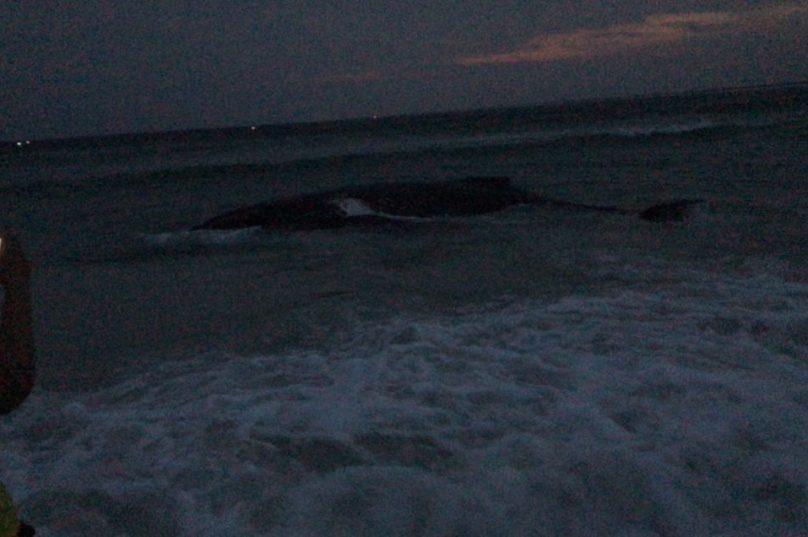Baleia encalhada em Arraial do Cabo