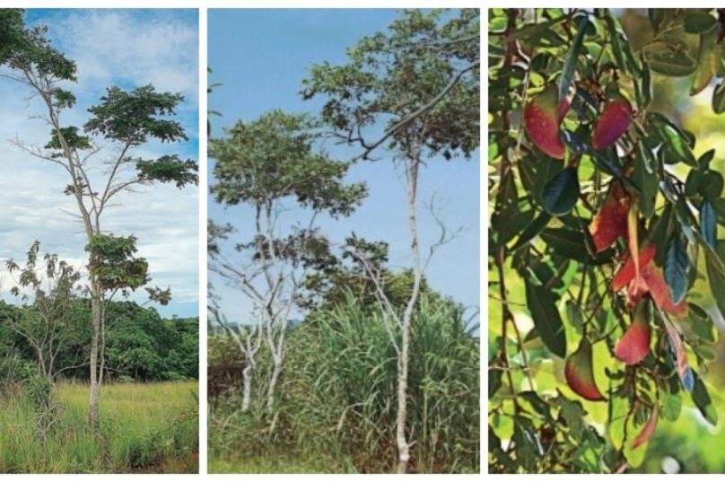 Detalhe da Machaerium robsonnianum mostrando a folhagem característica do gênero, fundamental para estudos de adaptação da flora local