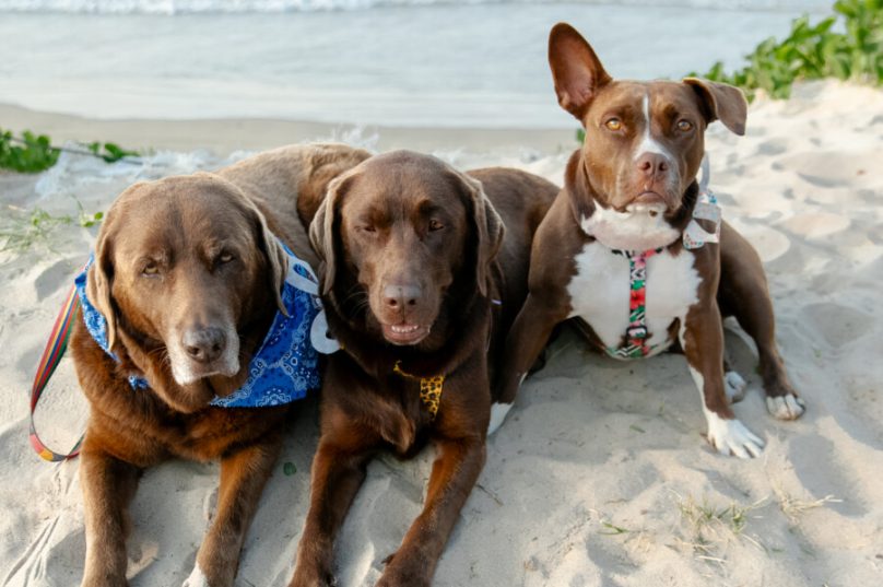 Bono, Cacau e Moqueca da Família Surf Dog. 
Bono é pentacampeão mundial de surf dog, tem canal no YouTube e é o protagonista de uma a série no Canal OFF.
Crédito Fotos: Gabi Ferraz da GF Photos