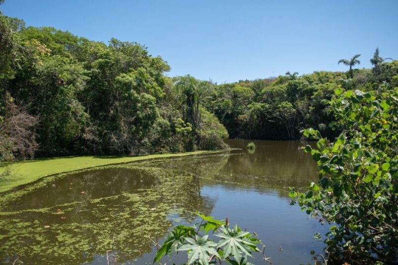 A APA Pau Brasil, no bairro Caravelas, conserva 574 mudas e árvores que dão nome ao local, jovens e maduras, e, também, plantas raras. Foto: Matheus Coutinho