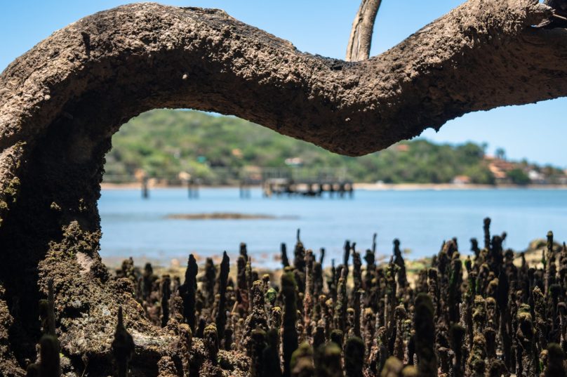 Os mangues deram origem ao nome da Praia de Manguinhos. Imagem: Matheus Coutinho