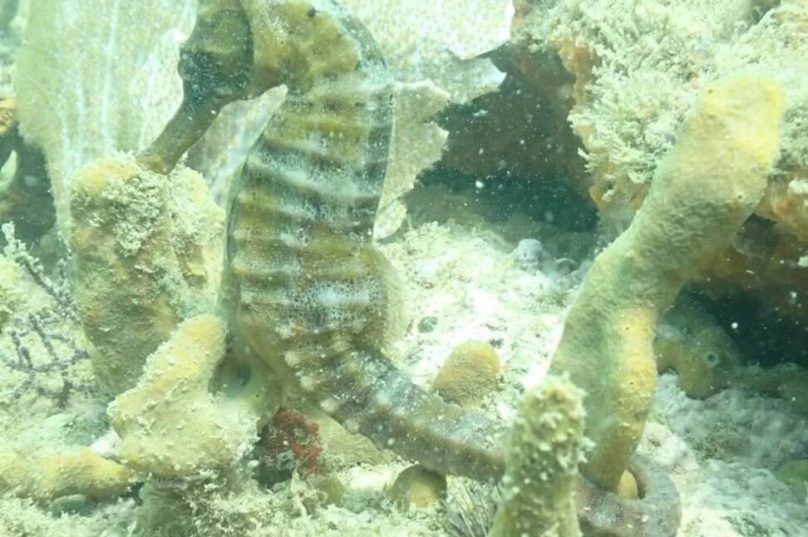 Espécie volta a ser vista em Búzios depois de anos de recuo populacional — Foto: Acervo Projeto Cavalos-Marinhos