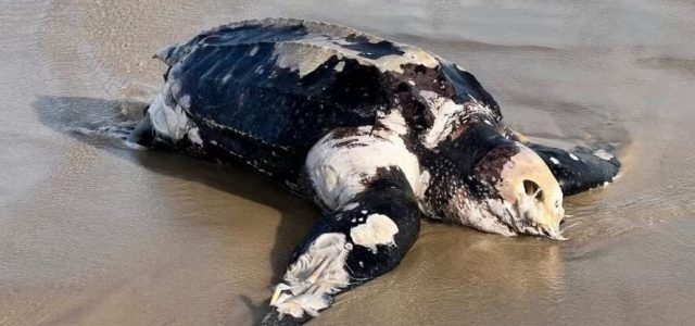 Considerada a maior espécie de tartaruga marinha do mundo, a tartaruga-de-couro pode chegar a quase dois metros de comprimento e pesar até 500 kg. ( Foto: João Victor Menon)