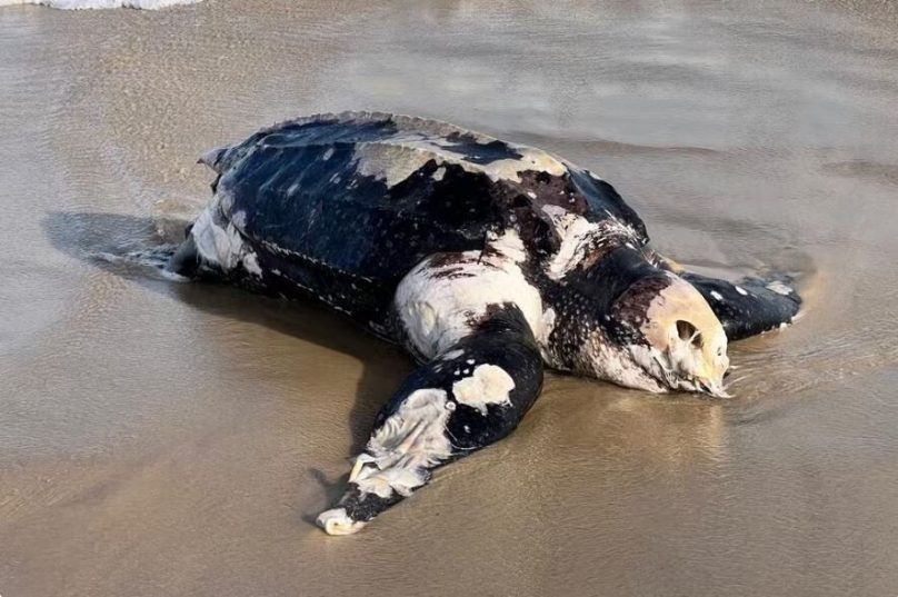 Considerada a maior espécie de tartaruga marinha do mundo, a tartaruga-de-couro pode chegar a quase dois metros de comprimento e pesar até 500 kg. ( Foto: João Victor Menon)