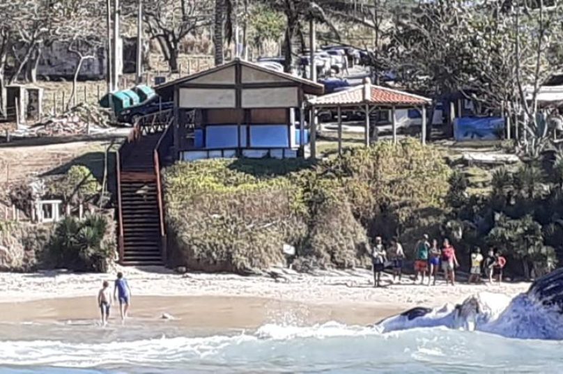 baleia na Brava