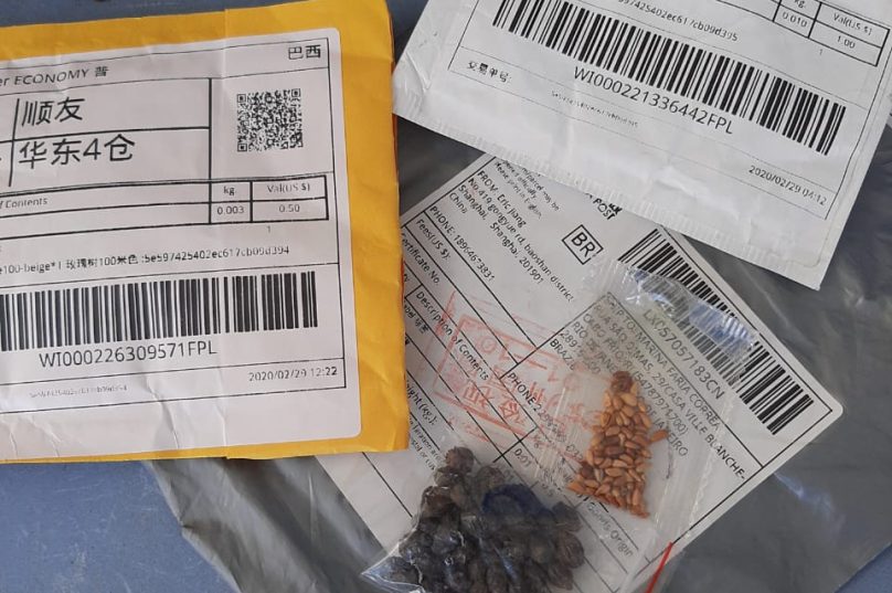 Caso das "sementes misteriosas" chega à Região dos Lagos. Imagem: Moradora de Cabo Frio