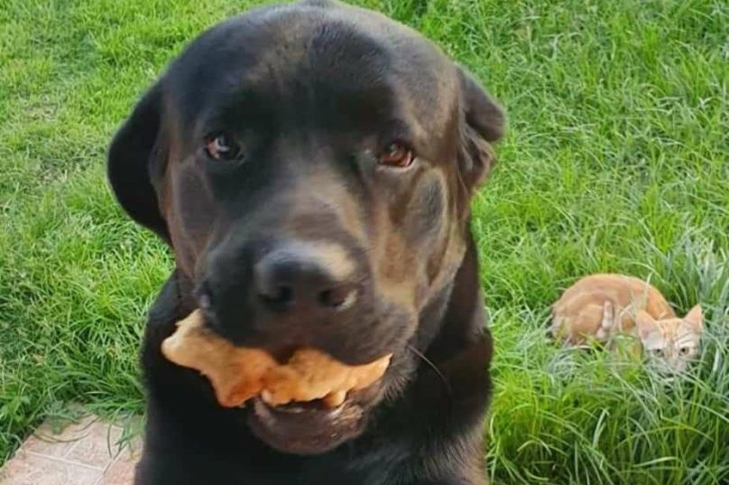Cachorro sumiu nesta sexta-feira (19) | Foto: Divulgação