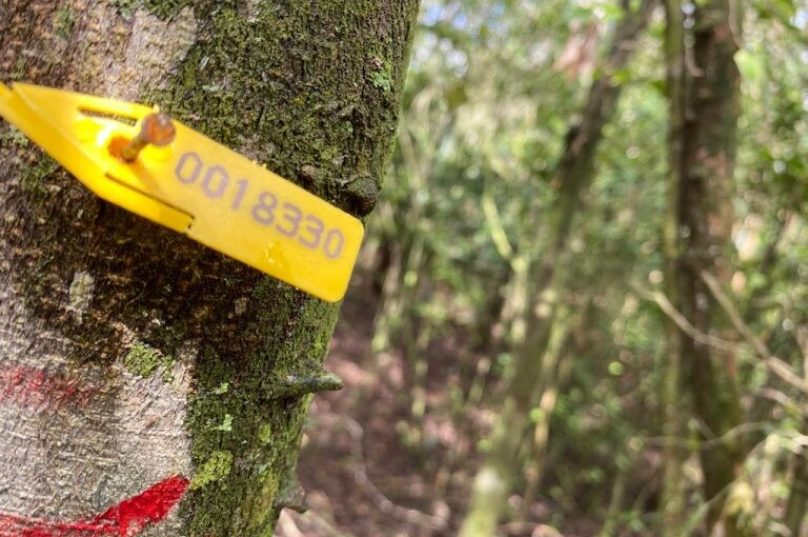 Área planejada para essa construção do cemitério é rica em diversidade, com presença de espécies endêmicas e ameaçadas de extinção. Fotos: Divulgação