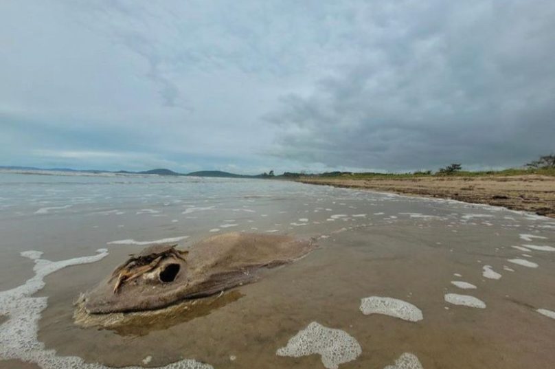 Imagens foram feitas na quinta-feira (10) na Praia da Rasa. Foto Bruno Danzes
