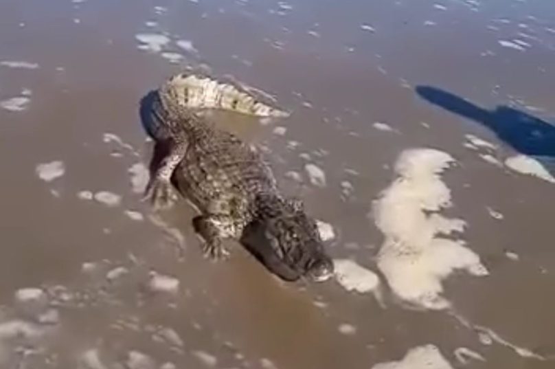 É preciso ter cuidado, pois os animais podem estar escondidos na água de coloração escura que está saindo do Rio. Imagem Reprodução I Internet