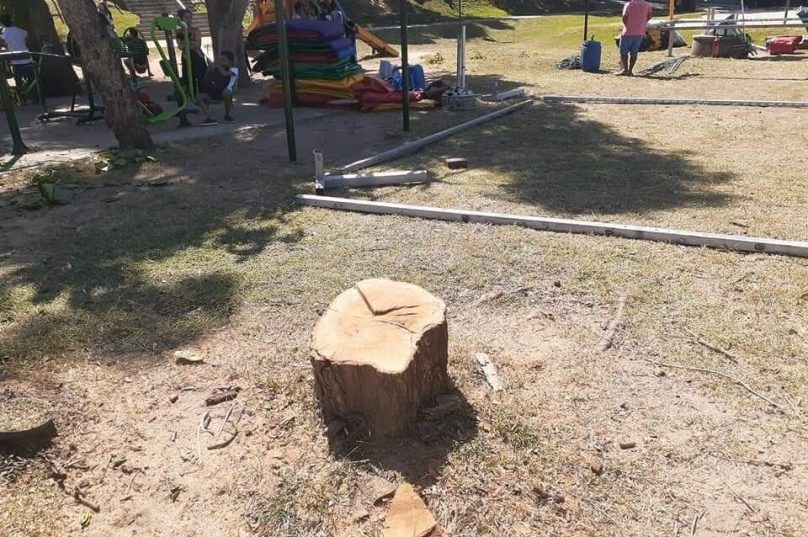 Após o corte, só restou parte do caule. Foto: Perfil Fala Mais Búzios