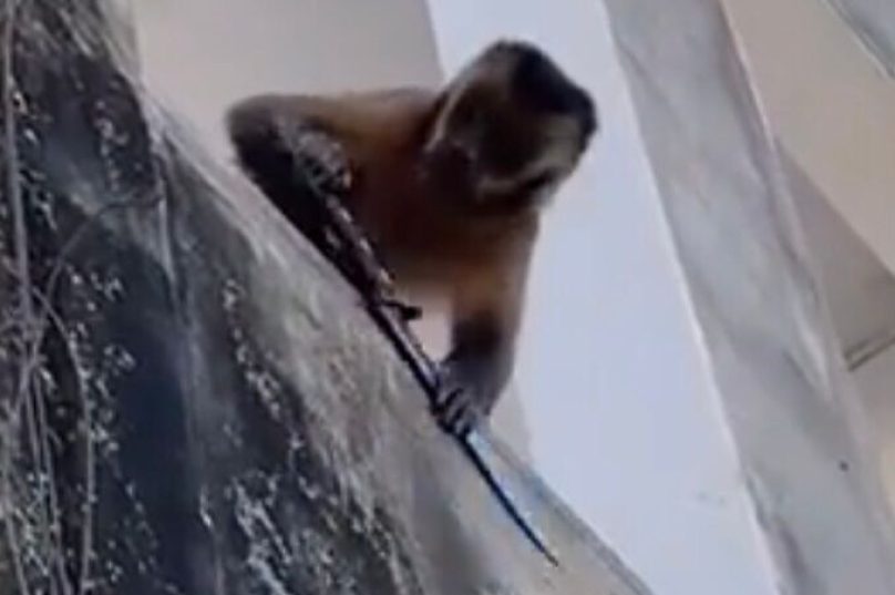 Animal é chamado de Chico e também foi flagrado batendo roupa. Imagem I Reprodução Redes Sociais